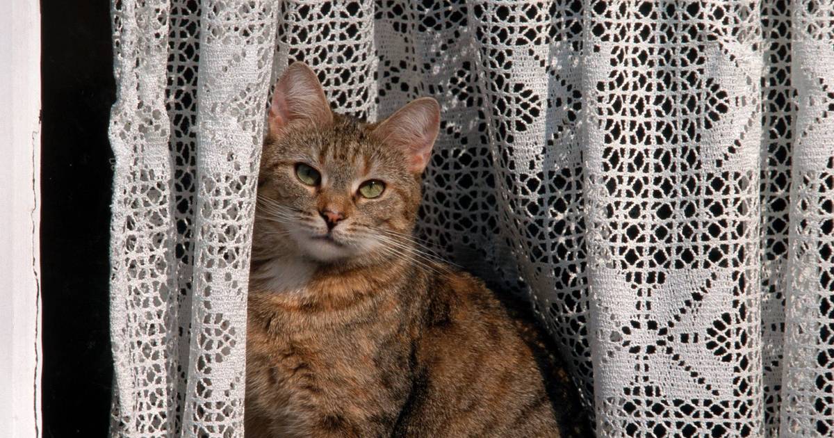 Weterynarze o kotach siedzących w oknie: to element dobrostanu, nie nuda
